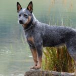 Австралійський хілер