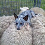 Австралійський скотогіний собака, хілер