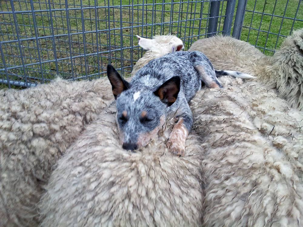 Training a Cattle Dog