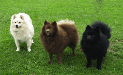 Grande spitz tedesco (Grossspitz) — foto 6