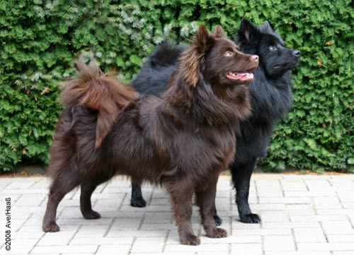 Grande spitz tedesco (Grossspitz) — foto 2