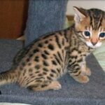 Bengalkatze
