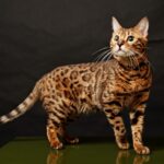 Kot bengalski