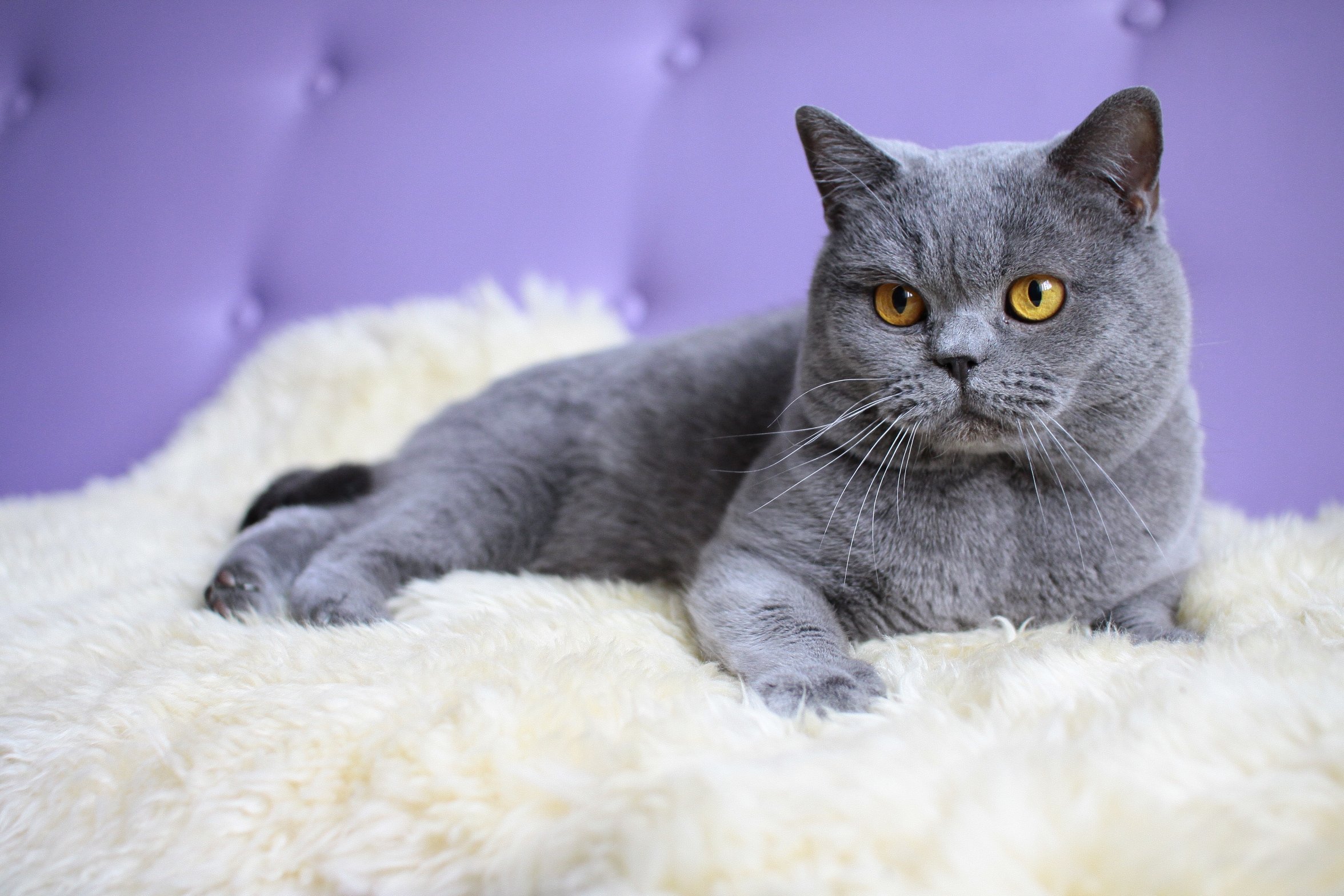 Pisica British Shorthair