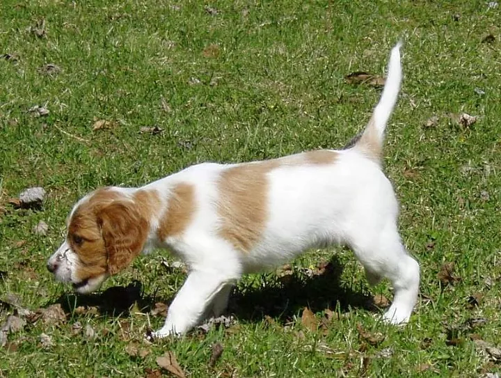 Setter irlandês vermelho e branco sentado
