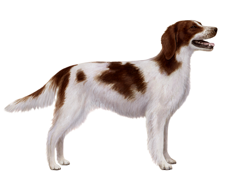 Setter irlandês vermelho e branco perfil