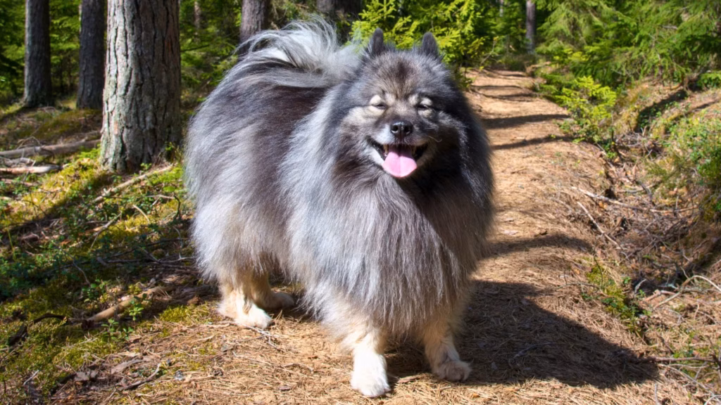 Wolfspitz (Keeshond)