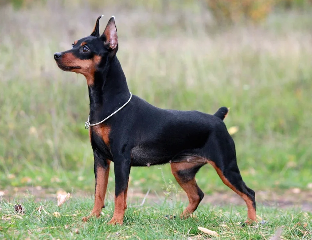 Pinscher Nain