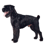Schnauzer Géant (Riesenschnauzer)