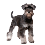 Schnauzer Pitic