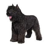 Bouvier des Flandres