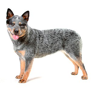 Australian Cattle Dog logo