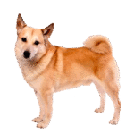 Norwegian Buhund