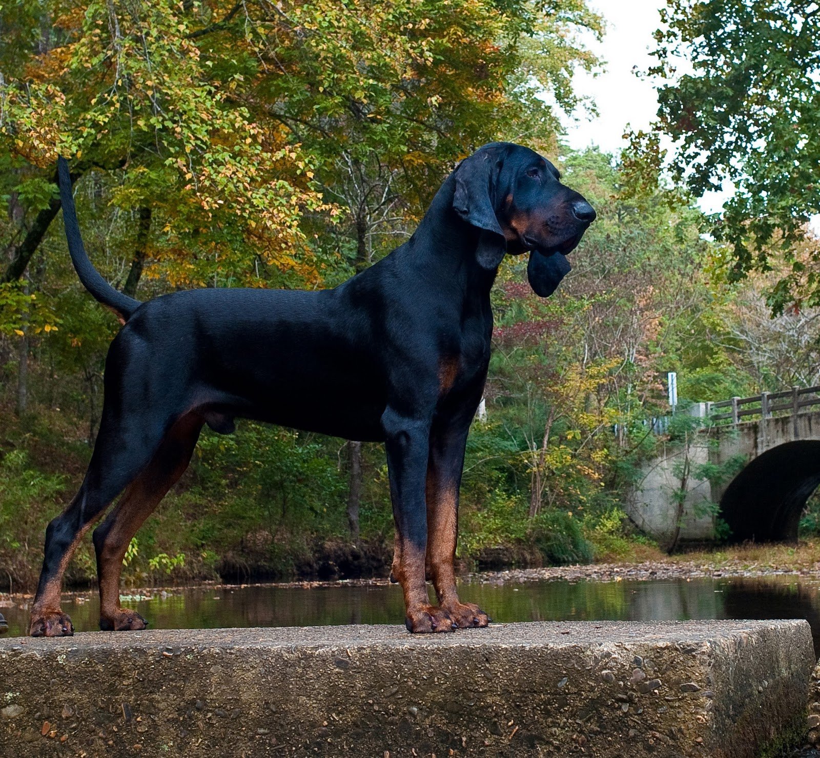 Coonhound noir et feu