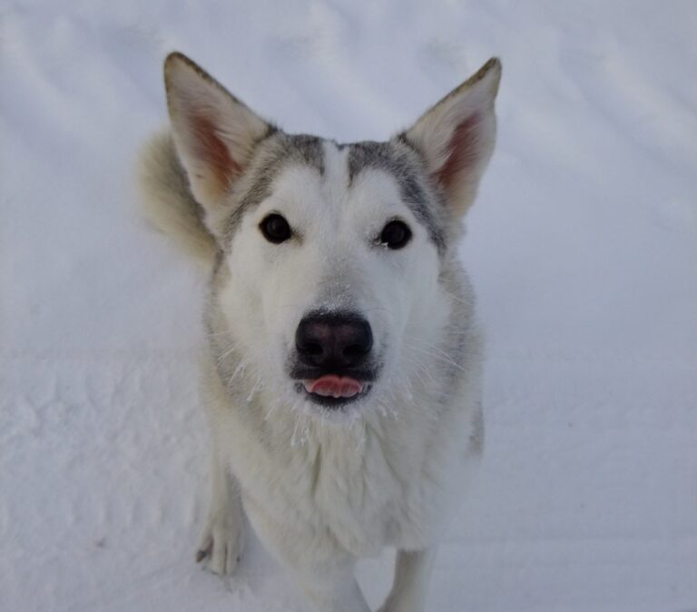 Kanaan Hund