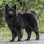 Шведський лаппхунд