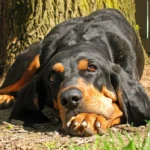 Coonhound noir et feu