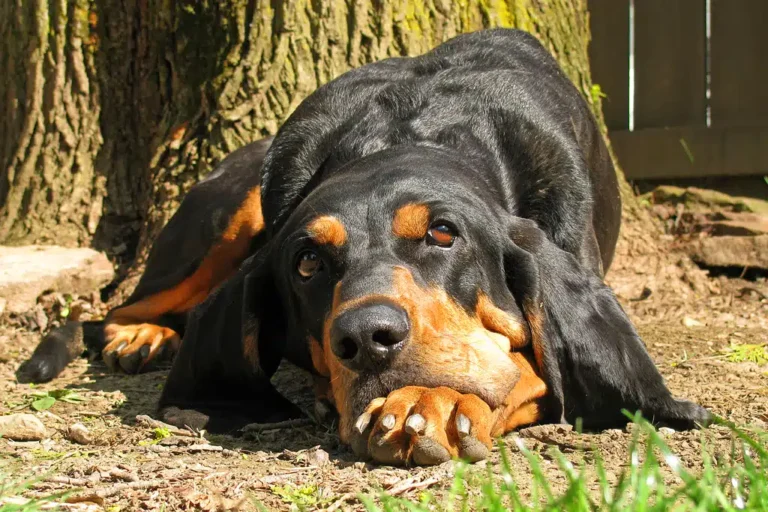 Coonhound noir et feu