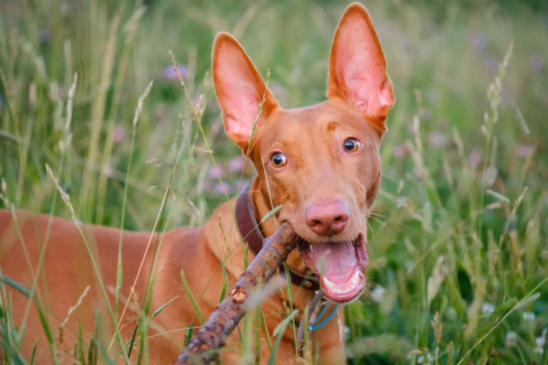 Chien du Pharaon