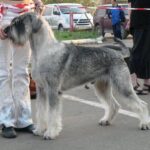 Schnauzer Géant (Riesenschnauzer)