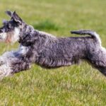Schnauzer Standard (Mittelschnauzer)