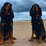 Coonhound noir et feu