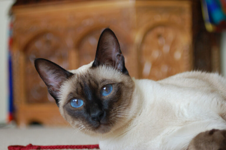 Chat Thaï