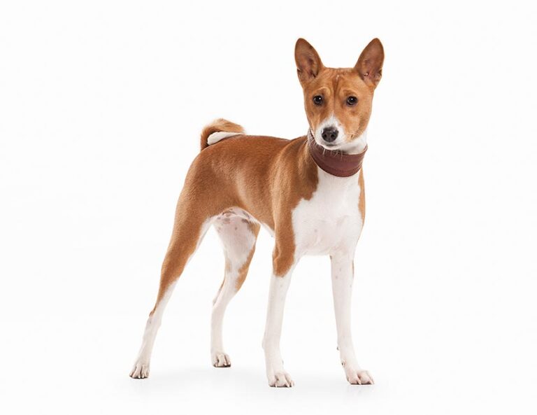 Basenji