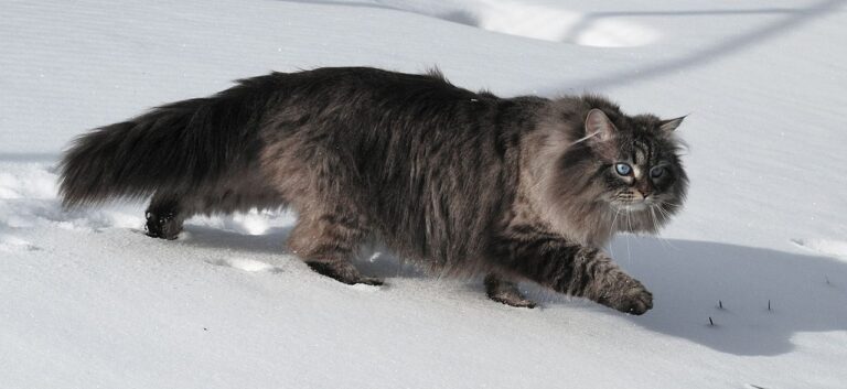 Pisica Siberiană