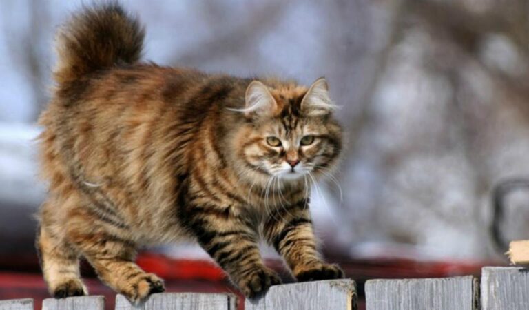 Bobtail kurylski długowłosy