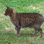 Ocicat