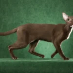 Oriental Shorthair