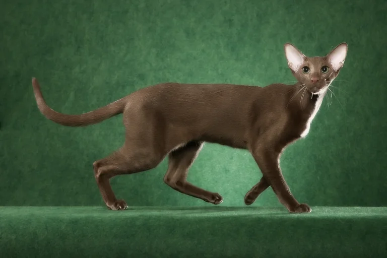Pisica Oriental Shorthair