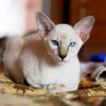 Oriental Shorthair