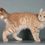 Американський керл