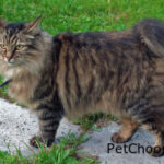 Kurilian Bobtail Longhair