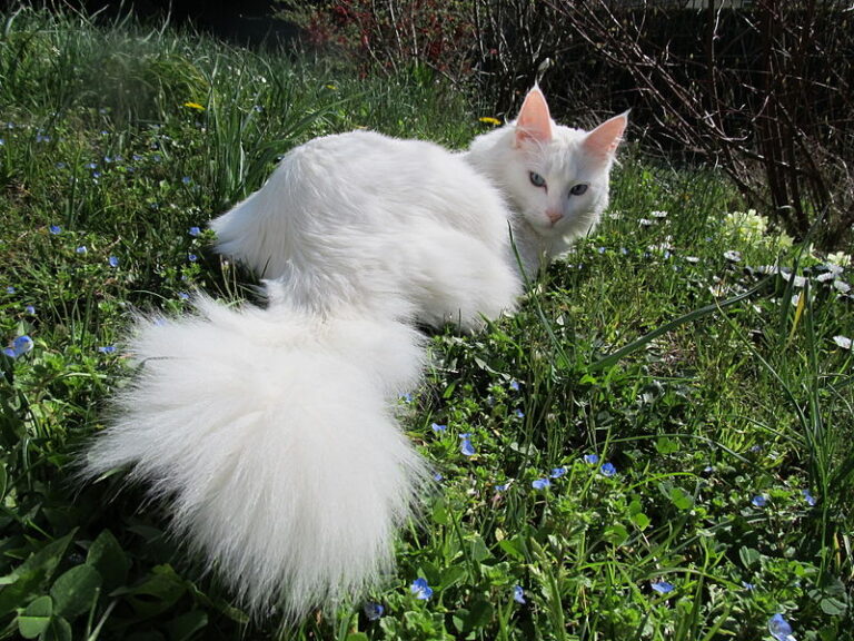Angora turecka