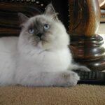 Ragdoll