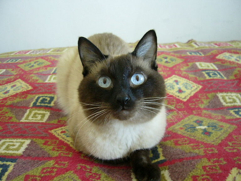 Chat Thaï