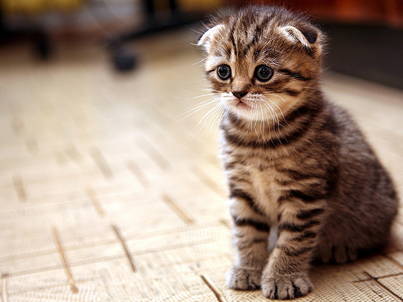 Scottish Fold cat eating from a bowl
