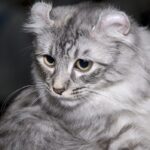 Американський керл