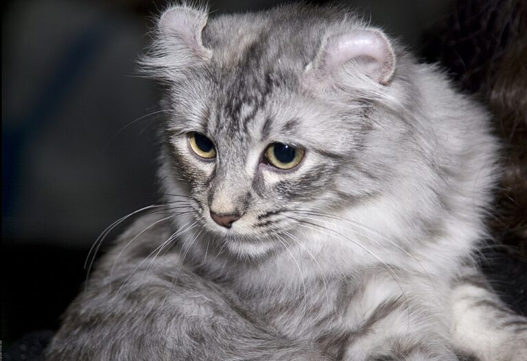 American curl