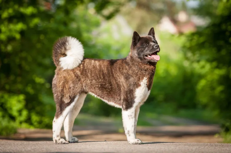 American Akita im Freien