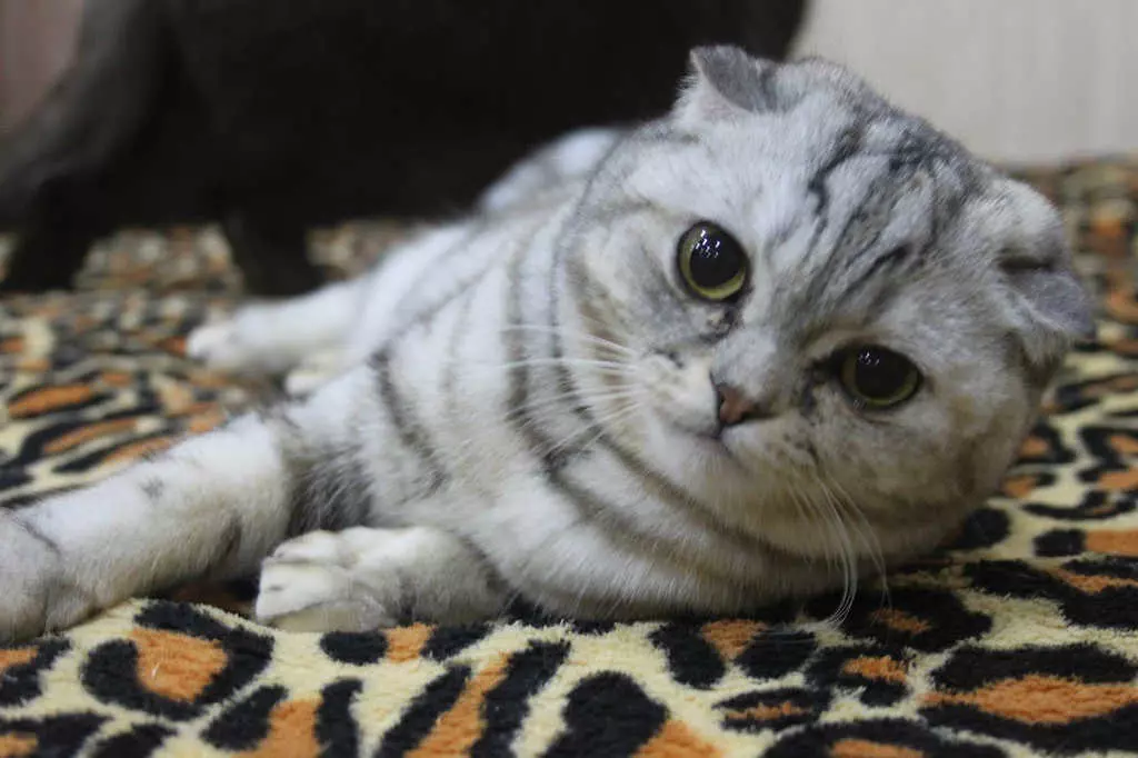 Calm Scottish Fold cat resting
