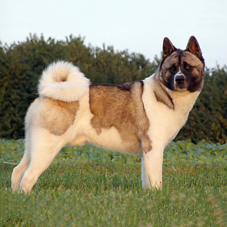 Akita américain (Grand Chien Japonais)