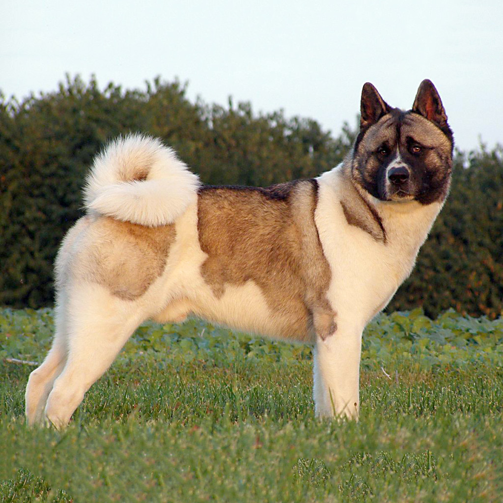 American Akita Porträt