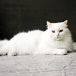 Турецька ангора