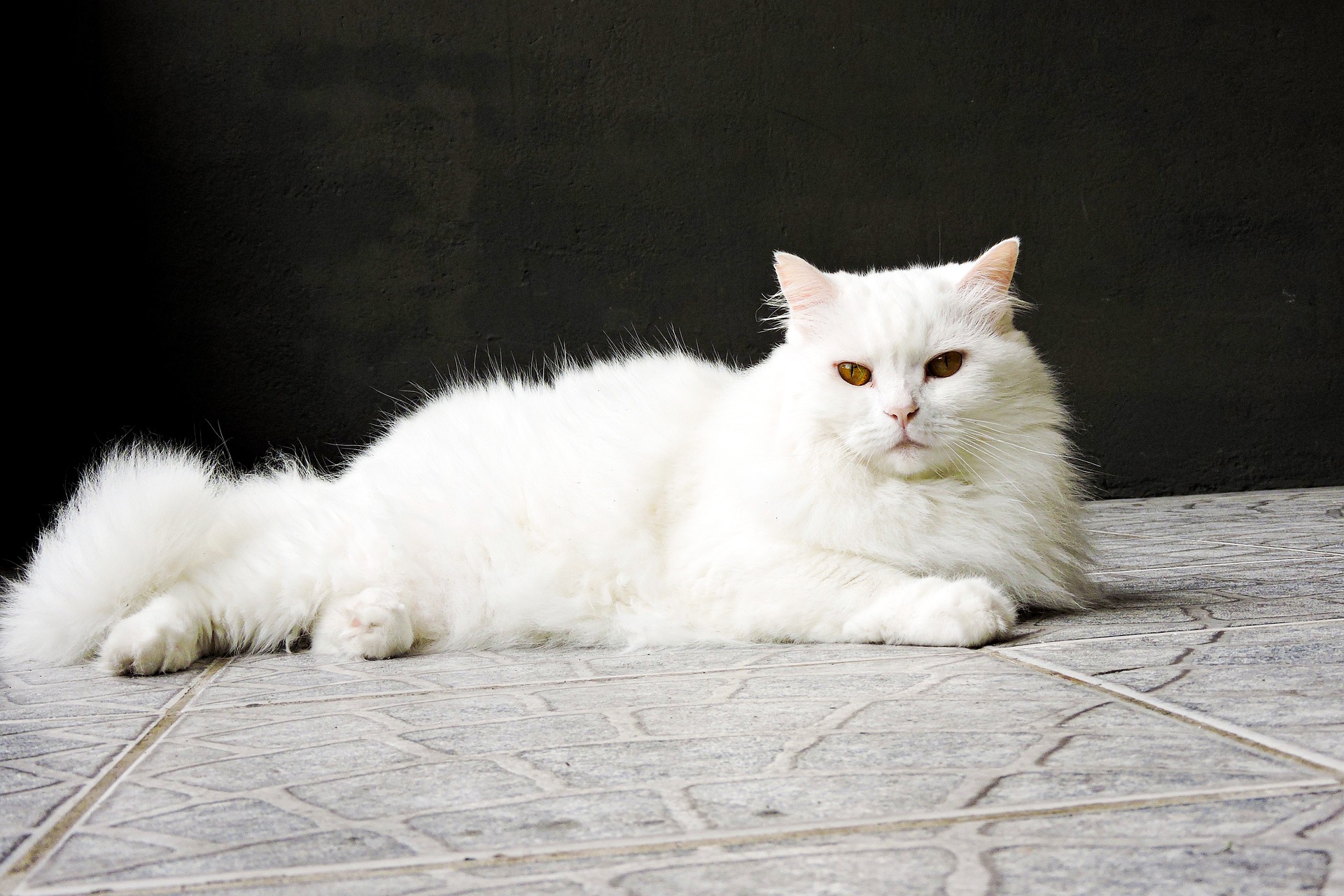 Angora turecka