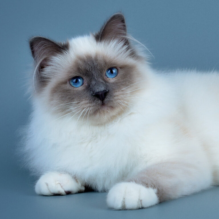 Birma Święta (Sacred Birman)