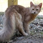 Gato Somali